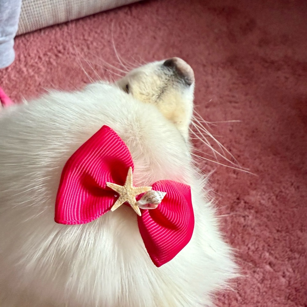 Beach Dog Bows